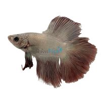 Doubletail Shortfin Male Fighter 4cm