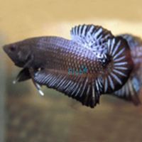 Male Plakat Halfmoon Black Betta - Select 5cm