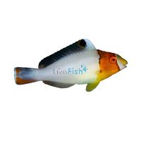 Bicolor Parrotfish - Medium