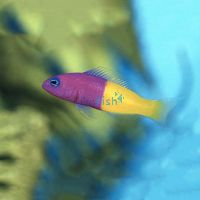 Bicolour Dottyback - Medium