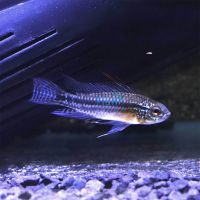 Bitaeniata Red Back 3cm - Select 