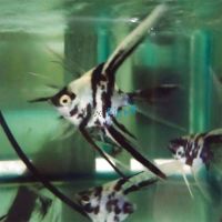 Veiltail Black and White Angelfish 4.5cm