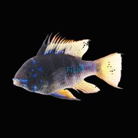 Black-Blue Ram 3.5cm