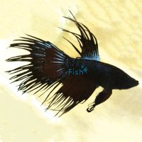 Male Black Crowntail Betta 5cm