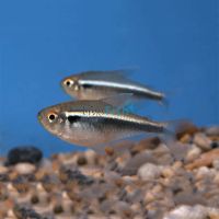 Black Neon Tetra 3.5cm 
