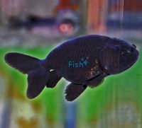 Black Ranchu 4cm