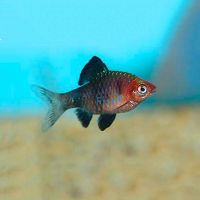 Black Ruby Barb 3cm