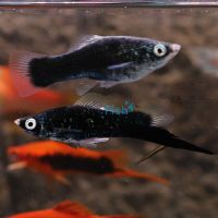 Black Swordtail 5cm