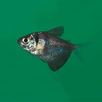 Black Widow Tetra 3cm