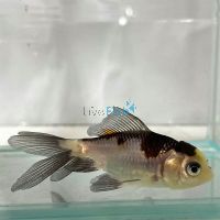 Oranda Black & White 6cm