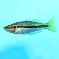 Black Banded Rainbow 5cm