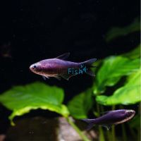 Black Emperor Tetra 3.5cm