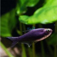 Black Emperor Tetra 4cm