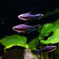 Black Emperor Tetra 5cm