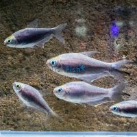 Black Emperor Tetra 3cm