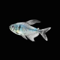Black Phantom Tetra 3.5cm 