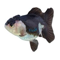 Oranda Black & White 12cm