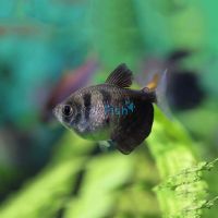 Black Widow Tetra 3cm