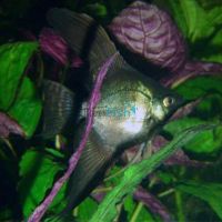 Black Angelfish 4.5cm