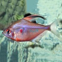 Bleeding Heart Tetra 3cm