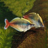 Bleher's Rainbow 4cm - N.G