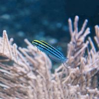 Striped Poison Fang Blenny - Medium