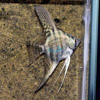 Blue Zebra Pinoy Angelfish 4.5cm