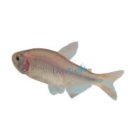 Blue Bleeding Tetra 2cm 