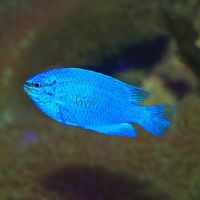 Damselfish Blue Devil - Medium