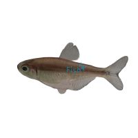 Blue Devil Tetra 2.5cm