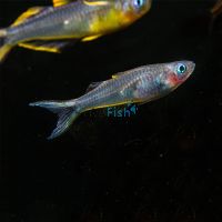 Pair Blue Eye Forktail N.G 4cm