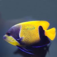 Blue Girdled Angelfish - Medium Adult 