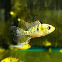 Blue Ram Longfin 5cm