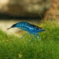 Blue Shrimp - Mixed Grade 1-2cm 