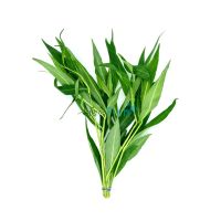 Blue Stricta - Bunch