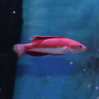 Wrasse Blue Throated Fairy - Medium