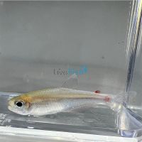 Blueberry Tetra 4cm