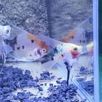 Blushing Red Koi-Sunset Angel 4.5cm