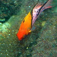 Lyretail Hogfish - Large