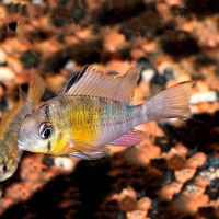 Bolivian Butterfly Cichlid 5cm