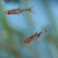 Rasbora Maculata 1cm