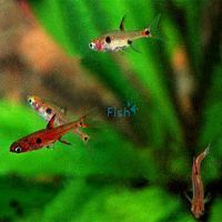 Rasbora Maculata 1cm