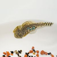 Borneo Sucker 2cm