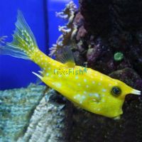 Longhorn Boxfish - Medium