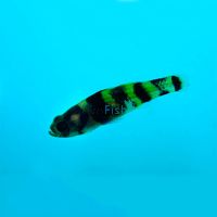 Mekong Bumble Bee Goby 2.5cm