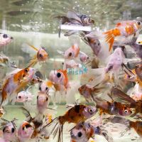 Assorted Bristol Goldfish 5cm