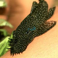 Bristlenose Catfish Large 12cm