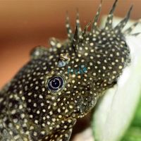 Bristlenose Catfish Large 12cm