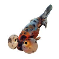 Bubble Eye Calico 7cm