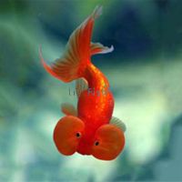 Assorted Bubble Eye Goldfish 9cm